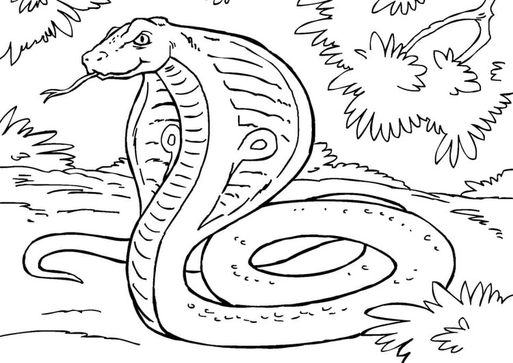 Coloring page snake - cobra