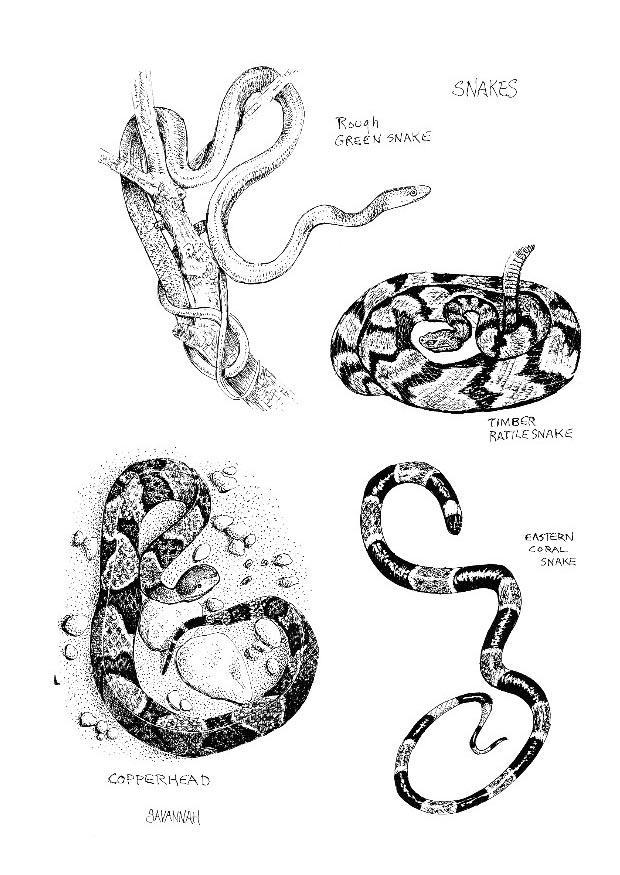 Coloring page snakes