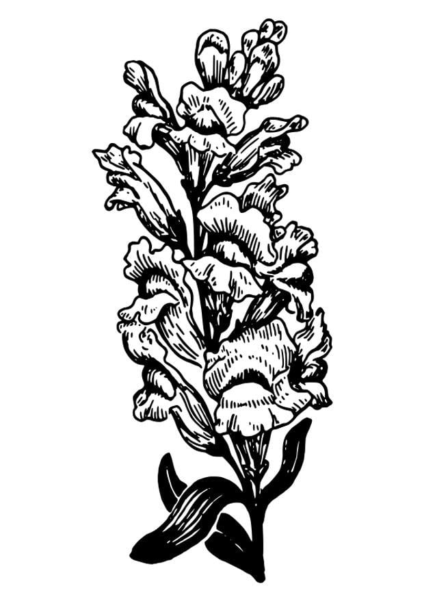 Coloring page snapdragon
