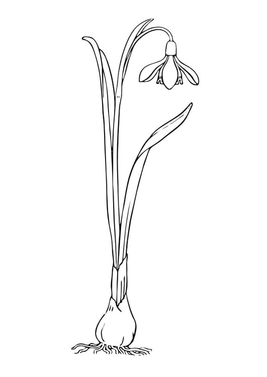 Coloring page snowbells