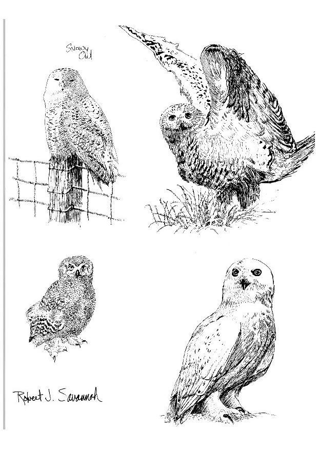 Coloring page snowy owl