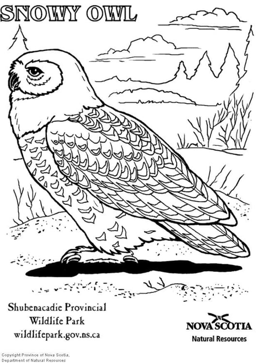 Coloring page snowy owl
