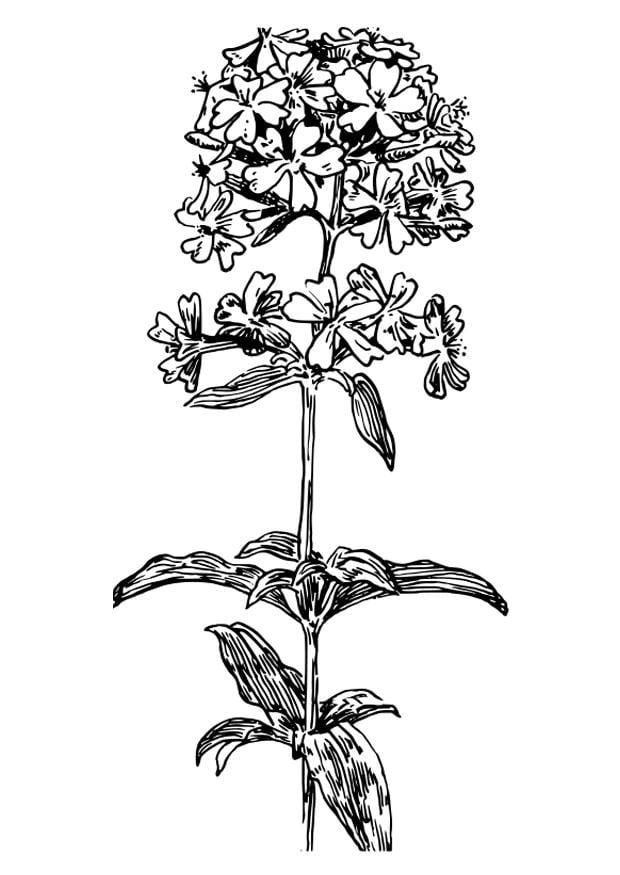 Coloring page soapwort