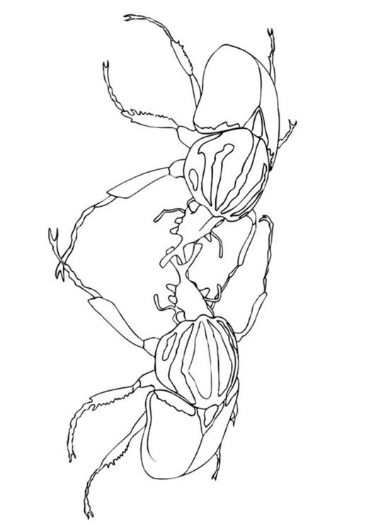 sparring beetles