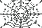 spider in the web