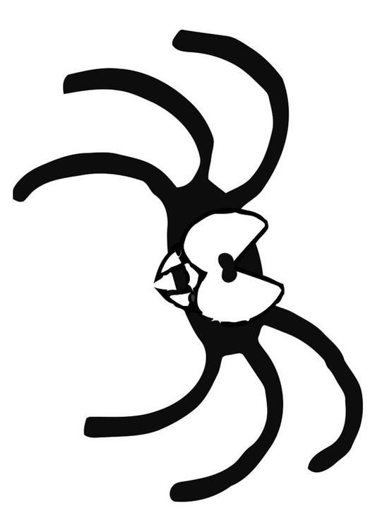 spider