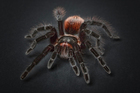 Photo spider