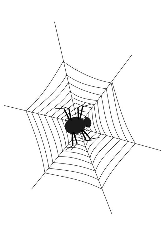 spider web with spider