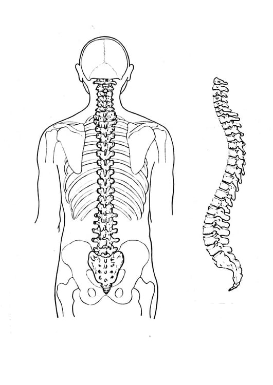 Coloring page spine