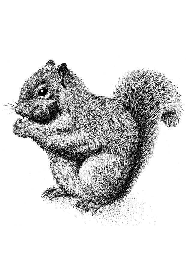 Coloring page squirrel