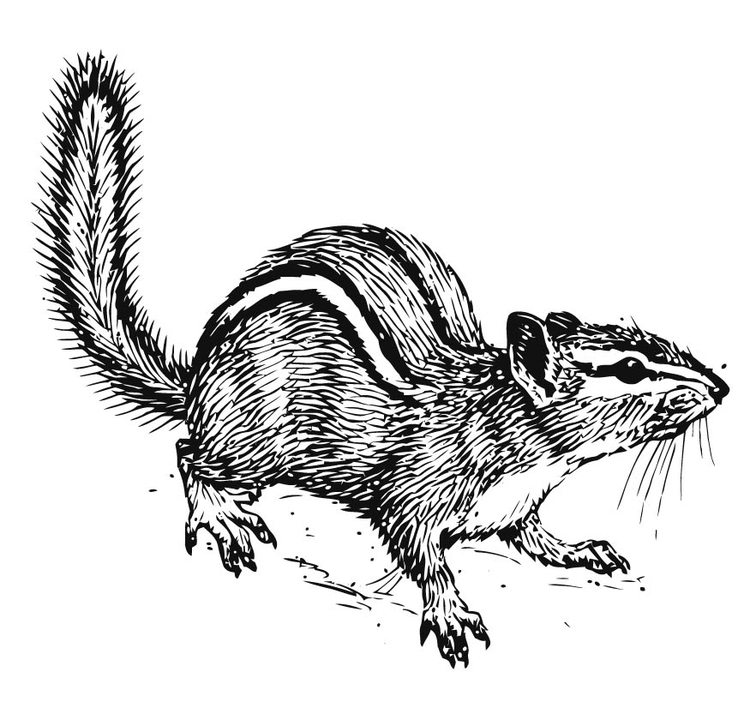 Coloring page Squirrel