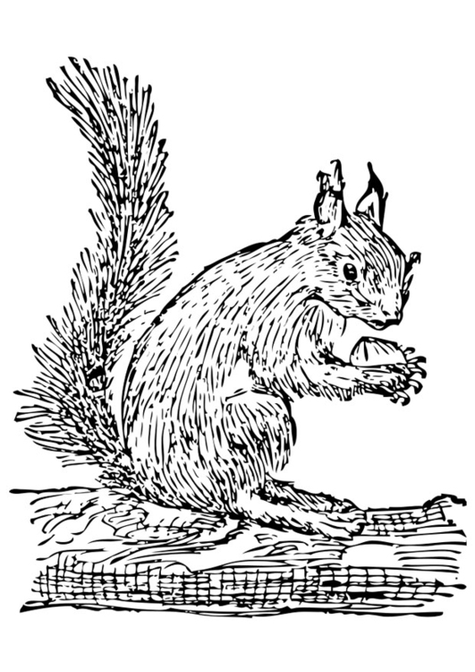 Coloring page squirrel