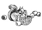 Coloring pages squirrel