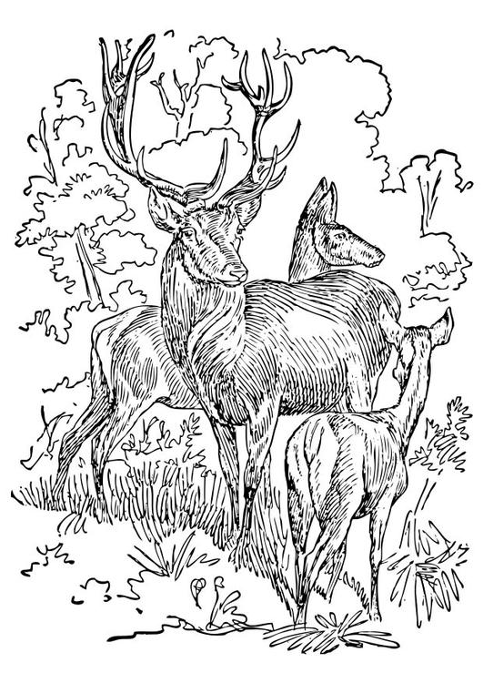 Stag and Doe