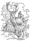 Coloring page Stag and Doe