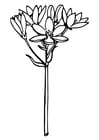 Coloring page star of Bethlehem