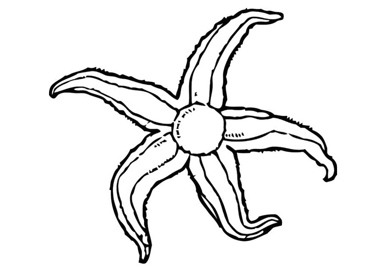 Coloring page starfish