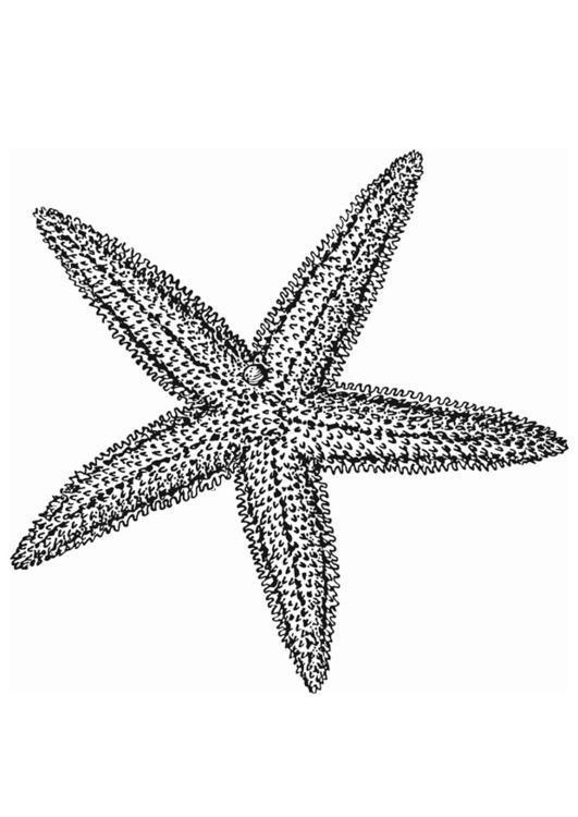 starfish
