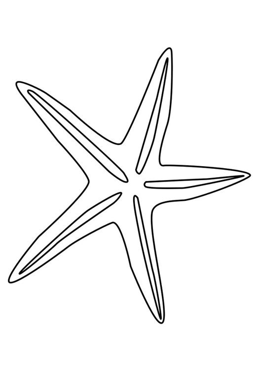 starfish