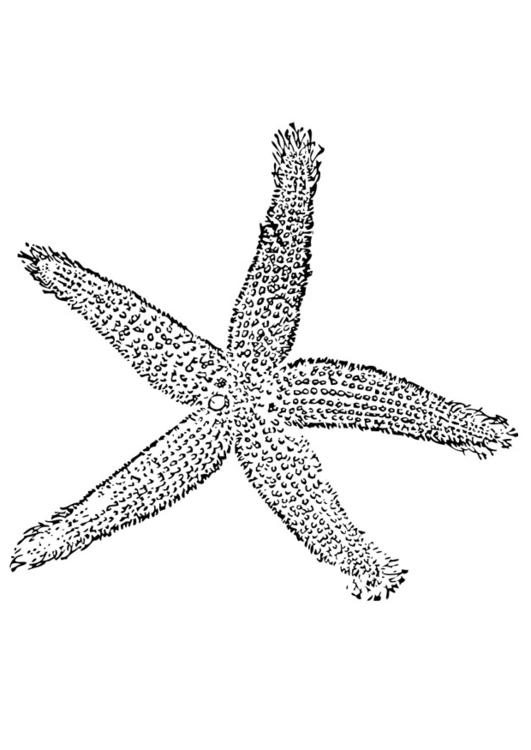 starfish