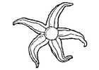 Coloring pages starfish