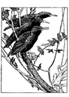 Coloring page Starling