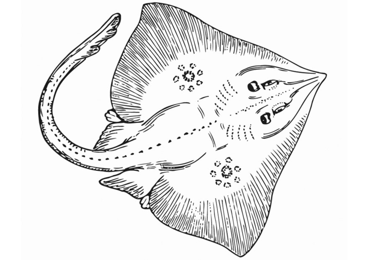 Coloring page sting ray
