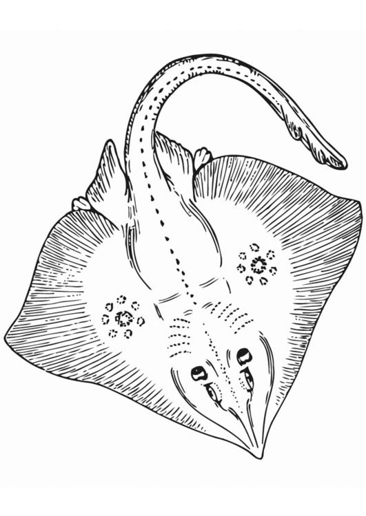 sting ray