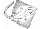 sting ray