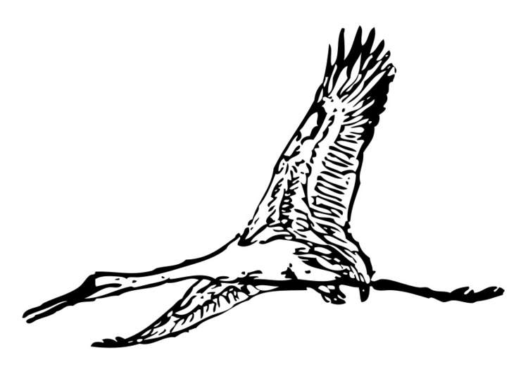 Coloring page stork
