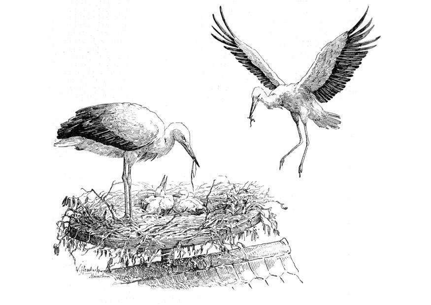 Coloring page stork nest