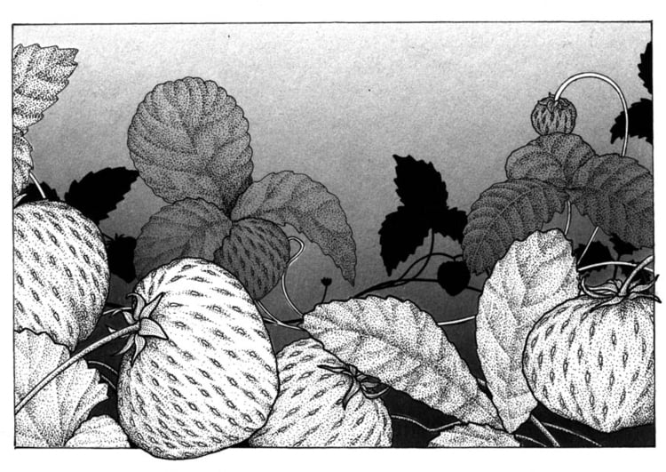 Coloring page strawberries