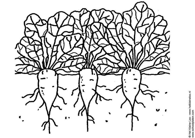 Coloring page sugar beets