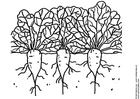 coloring-page sugar beets