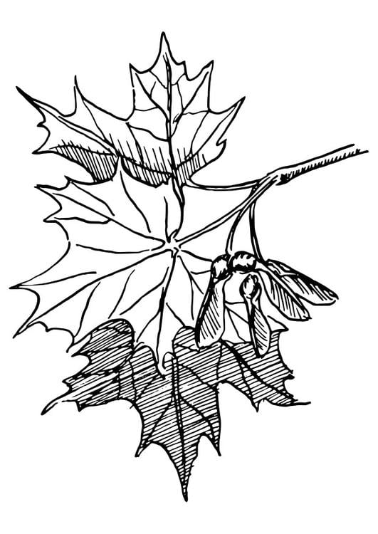 sugar maple