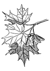 Coloring pages sugar maple