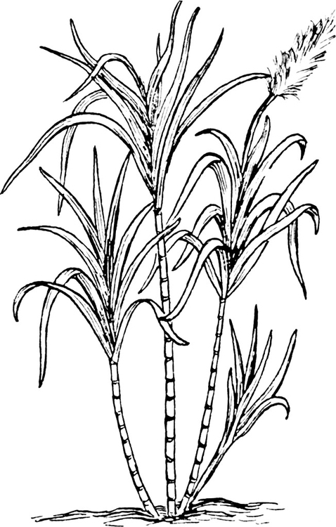 Coloring page sugarcane