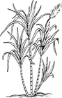 Coloring page sugarcane