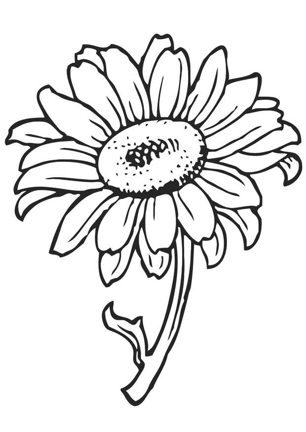 Coloring page sunflower