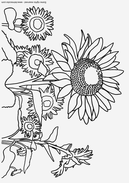 sunflowers