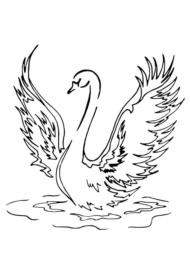 Coloring Page swan   free printable coloring pages