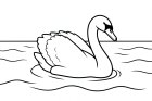 swan in the water