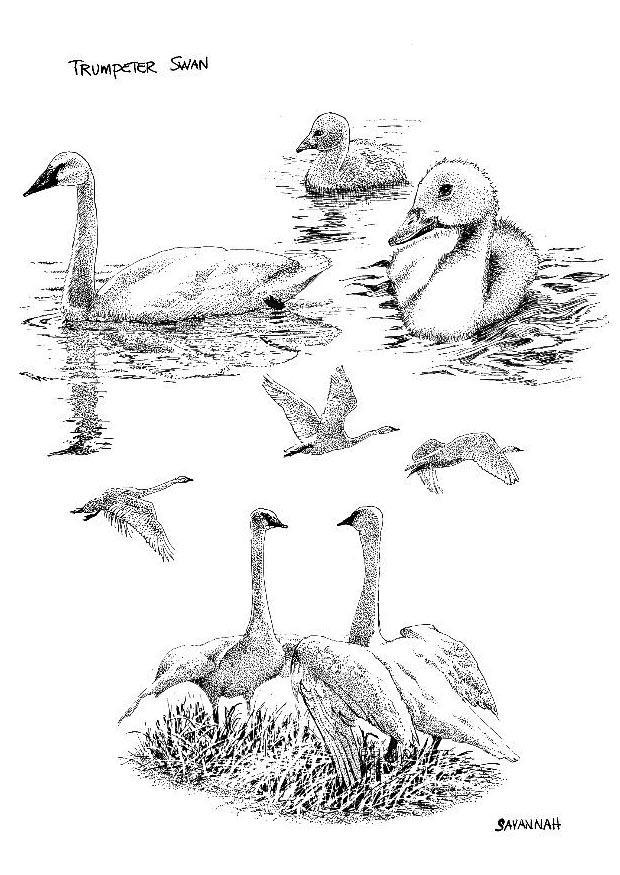 Coloring page swan swans