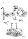 Coloring page swan swans