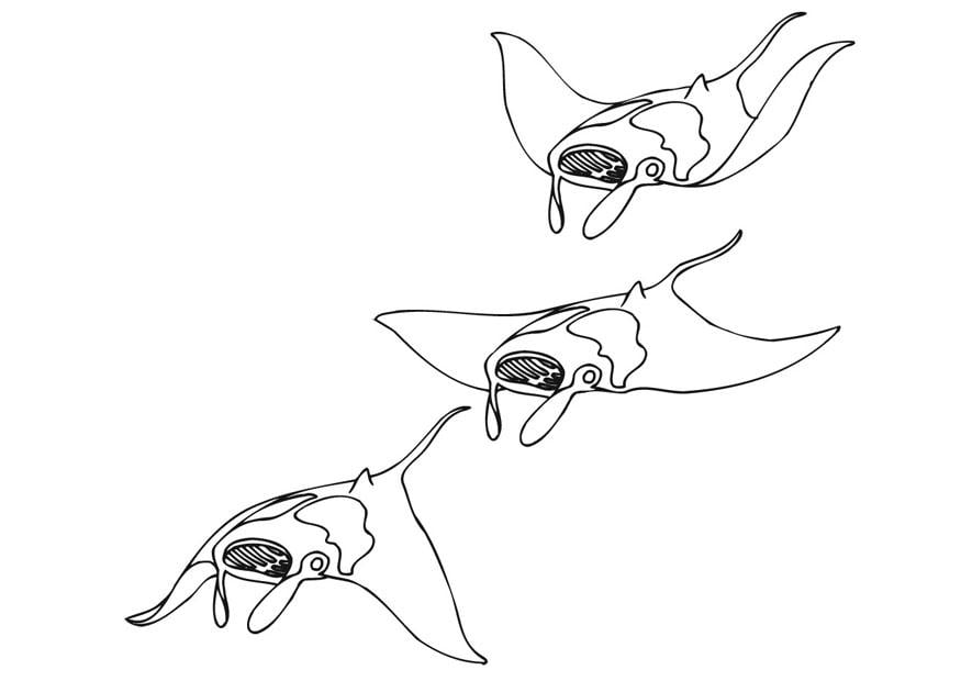 Coloring page swimming manta ray