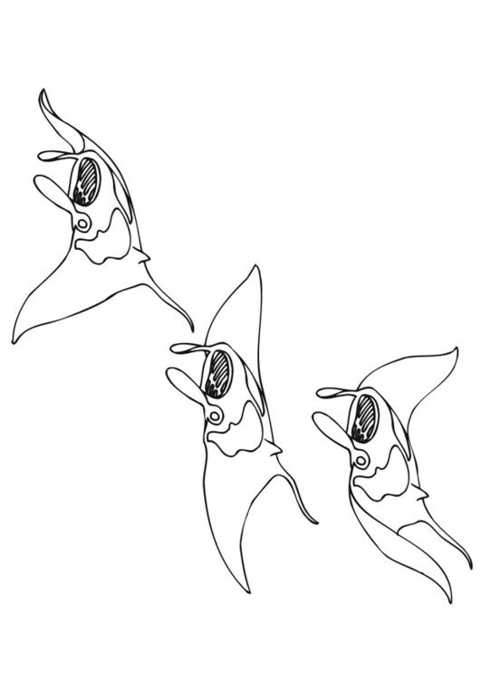 swimming manta ray