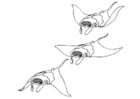 Coloring pages swimming manta ray