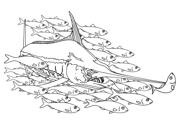 Coloring page swordfish in a school of fish