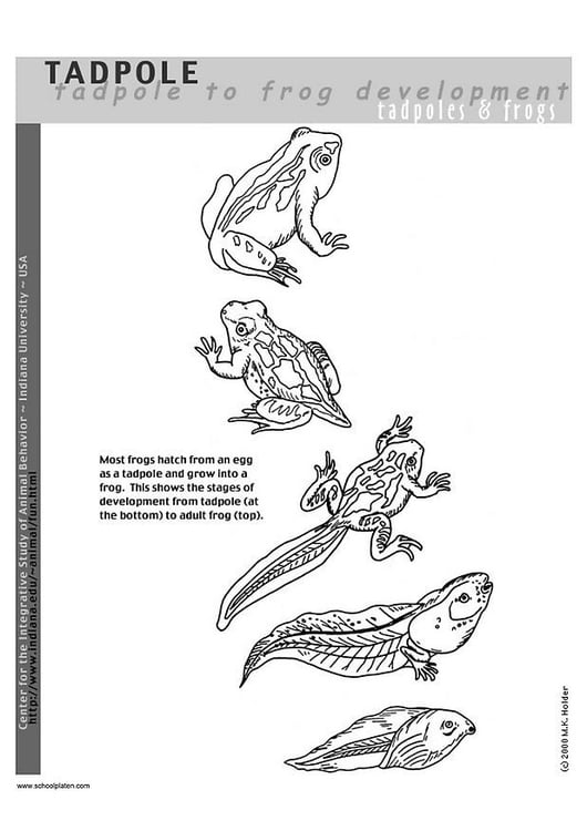 Coloring page tadpoles