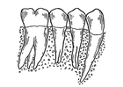 Coloring pages teeth